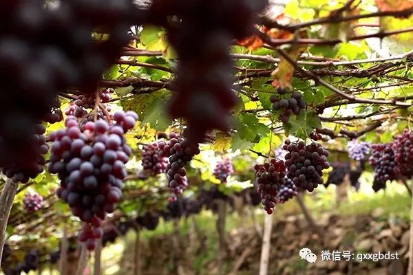 清徐县委书记王琳玉 “醋都”太原市清徐县产业正升级 补齐资源型地区民生短板(图6)